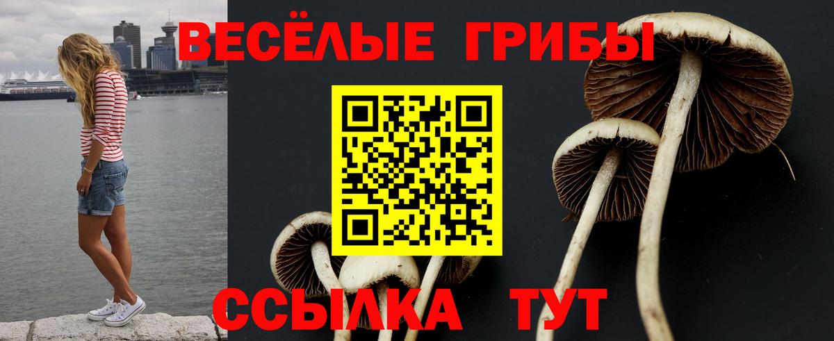 Галлюциногенные грибы прущие грибы  Псилоцибиновые грибы Psilocybe  Котовск  Вход с VPN 